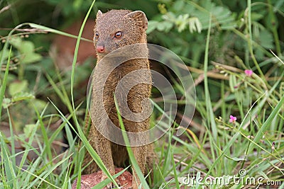 Slender mongoose Stock Photo