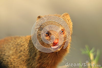 Slender Mongoose - African Wildlife Background - Cutest Scavenger Around Stock Photo