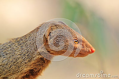 Slender Mongoose - African Wildlife Background - Focus and Color Stock Photo