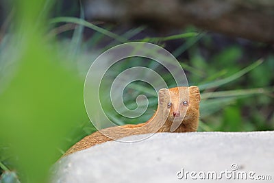 Slender mongoose Stock Photo