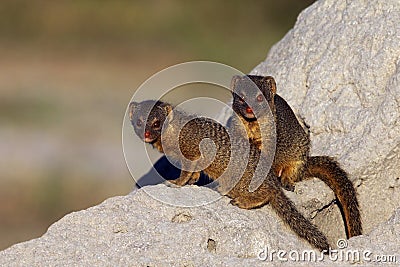 Slender Mongoose - Botswana Stock Photo