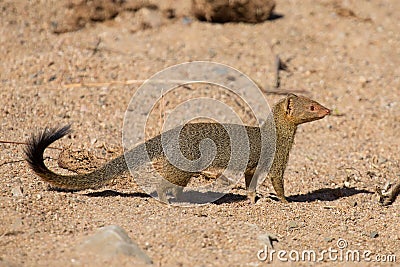 Slender mongoose forage and look for food at rocks Stock Photo