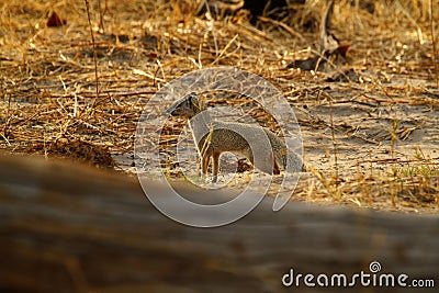 Slender Mongoose Stock Photo