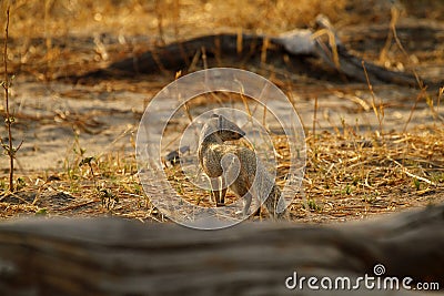 Slender Mongoose Stock Photo