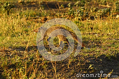 Slender Mongoose Stock Photo