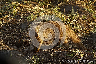 Slender Mongoose Stock Photo