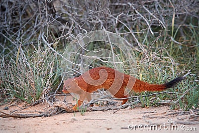 Slender Mongoose, Galerella sanguinea, much more richly coloured, reddish Kgalagadi mongoose in front of the thorny shrubs. Wild Stock Photo