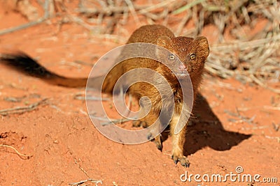 Slender mongoose Stock Photo