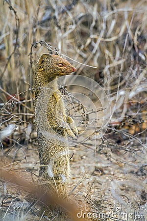 Slender mongoose in Kruger National park, South Africa Stock Photo