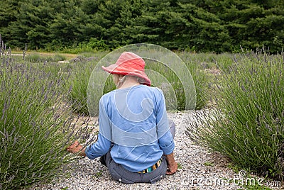 Slender older woman in dark pink hat sitting in garden picking lavender Stock Photo