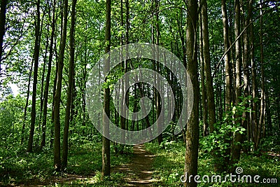 Slender rows of tree alleys in a deciduous forest. Green grass. Spring Stock Photo