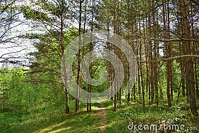 Slender rows of trees in an alley in a pine forest. Green grass. Spring Stock Photo