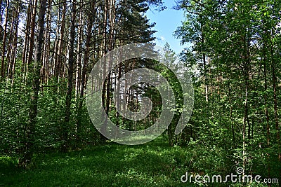 Slender rows of trees in an alley in a pine forest. Green grass. Spring Stock Photo