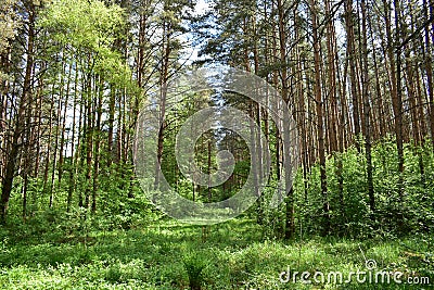 Slender rows of trees in an alley in a pine forest. Green grass. Spring Stock Photo