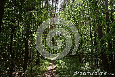 Slender rows of trees in an alley in a pine forest. Green grass. Spring Stock Photo