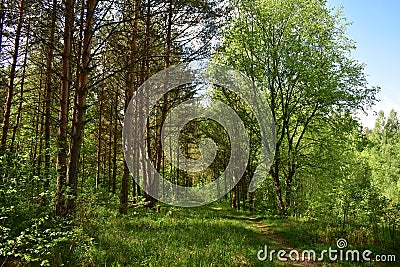 Slender rows of trees in an alley in a pine forest. Green grass. Spring Stock Photo