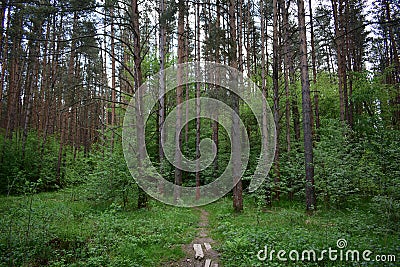 Slender rows of trees in an alley in a pine forest. Green grass. Spring Stock Photo