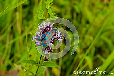 A Slender Scotch Burnet Moth Stock Photo