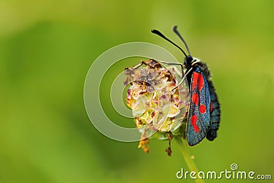 Slender Scotch burnet Stock Photo