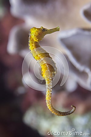 Slender seahorse Hippocampus reidi. Stock Photo