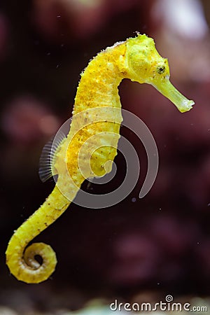 Slender seahorse (Hippocampus reidi). Stock Photo