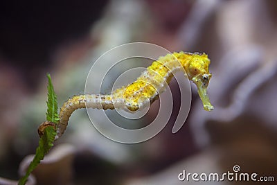 Slender seahorse (Hippocampus reidi). Stock Photo