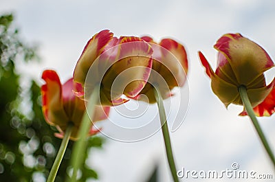 Slender spring tulips bloom outdoors Stock Photo