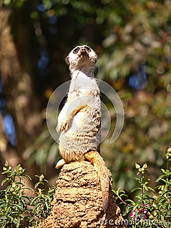 Slender-tailed Meerkat Stock Photo