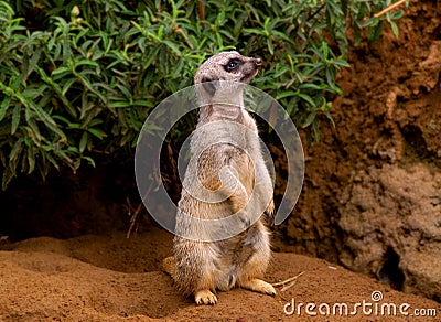 Slender-tailed meerkat Stock Photo