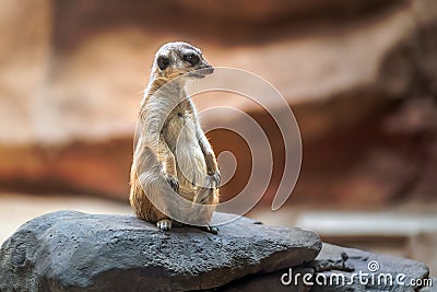 Slender Tailed Meerkat sitting Stock Photo