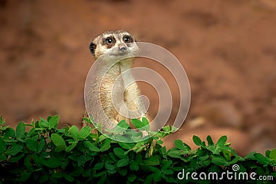 Slender Tailed Meerkat Stock Photo
