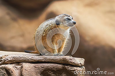 Slender Tailed Meerkat Stock Photo