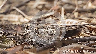 Slender-tailed Nightjar in Field Stock Photo