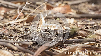 Slender-tailed Nightjar on Ground Stock Photo