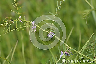 Slender Tare or Vetch Stock Photo