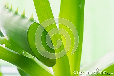 A slice of an aloe vera leaf with a dripping drop of juice on a green aloe plant Stock Photo