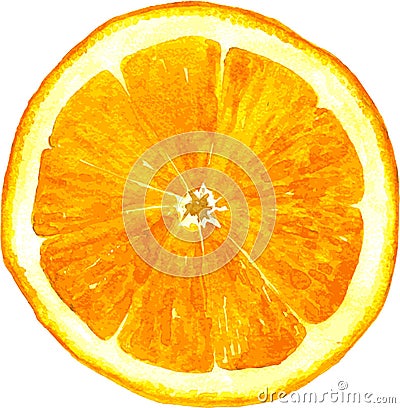 Slice of orange drawing by watercolor Vector Illustration