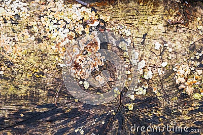 Slice of a tree covered with colored lichens and mushrooms Stock Photo
