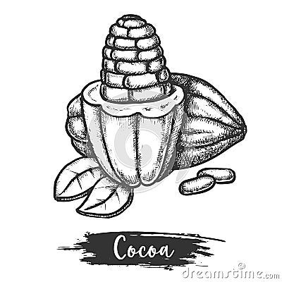 Sliced cocoa bean or cacao fetus sketch. Plant Vector Illustration