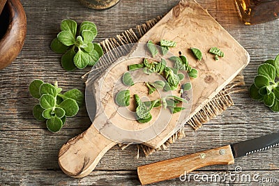 Sliced Coleus amboinicus leaves - preparation of herbal syrup Stock Photo