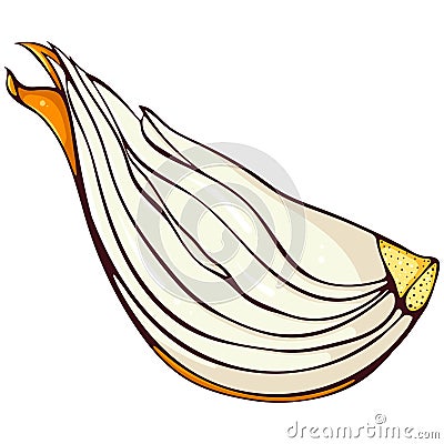Sliced onion color Vector Illustration