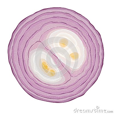 Sliced red onion on white background Vector Illustration