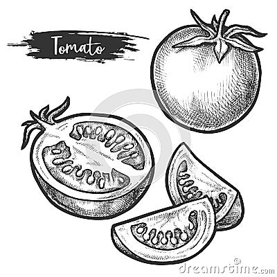 Sliced tomato fetus sketch, hand drawn vegetable Vector Illustration