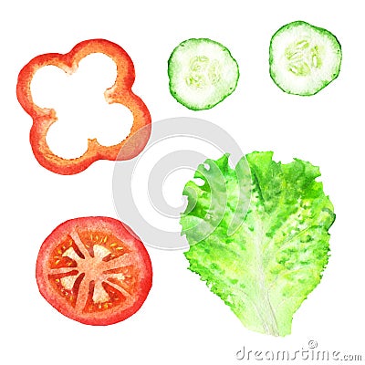 Slices of tomato, paprika, cucumber and leaf of lettuce for sandwich. Watercolor illustration Cartoon Illustration