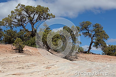 Slickrock and Junipers on the Ribbon Trail Stock Photo