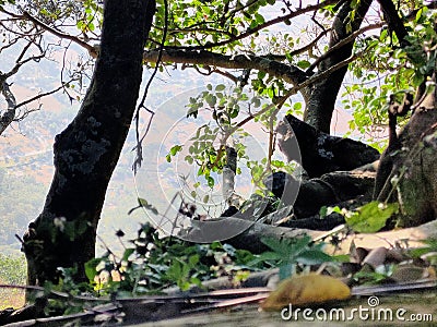 Sliding view Through the trees Stock Photo