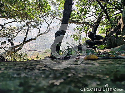 Sliding view trough the trees Stock Photo