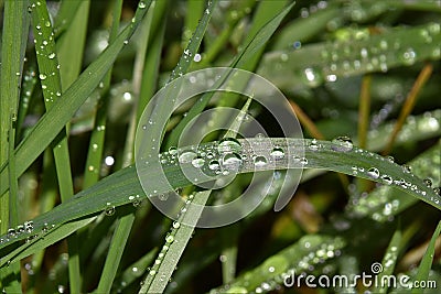 Slightly bended grass halm with shiney waterdrops Stock Photo