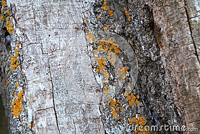 Slightly worn tree bark with yellow elements growing on it Stock Photo