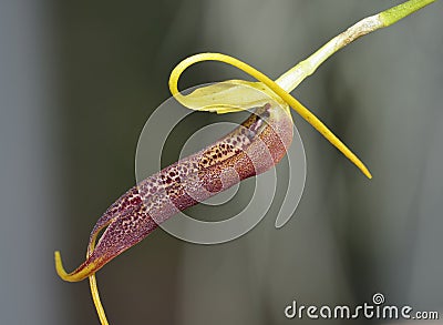 Slim-Beaked Masdevallia Orchid Stock Photo